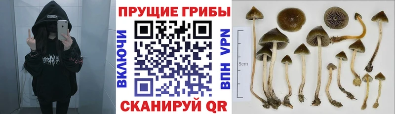 Галлюциногенные грибы GOLDEN TEACHER  дарнет шоп  Кимры 